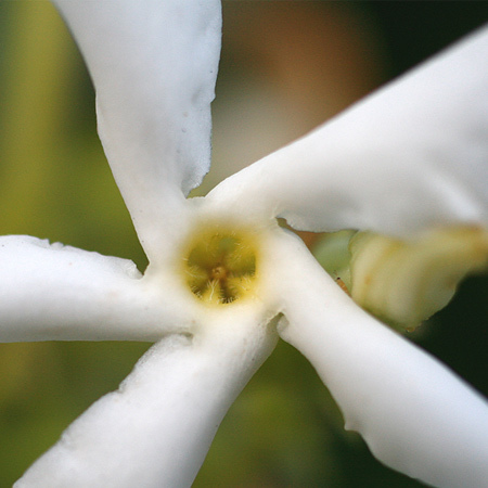 Jasmine Grandiflorum Pure Floral Absolute Oil 